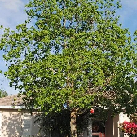 thumbnail for publication: Triadica sebifera: Chinese Tallow Tree